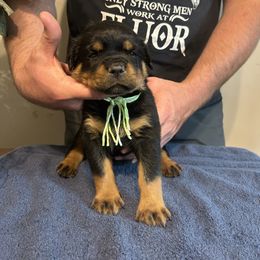 Girl 6 - Rottweiler puppy in Ohio from Vom Hause Bishop