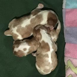Rex - Blenheim male Cavalier King Charles Spaniel puppy in Eatontown, New Jersey from NJ Cavalier King Charles Breeder