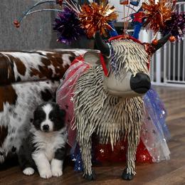 Clyde - Blue merle male Australian Shepherd puppy in Wichita Falls, Texas from Spotted Mule Aussies