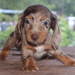 Cookie Family Raised Purebred DNA Tested Parents - Dapple female Dachshund puppy in Haines City, Florida from Divine Poodle Paradise Standard Poodles & Divine Dachshunds
