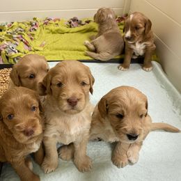 Australian Labradoodle Puppies from Salona Australian Labradoodles