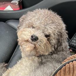 Tygo - Poodle