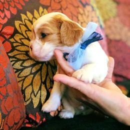 Cavalier King Charles Spaniel Puppies from Amber Field Cavaliers