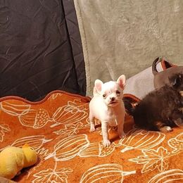 Snow baby - Cream and white male Chihuahua puppy in Weatherford, Texas from Small and Mighty Chihuahuas