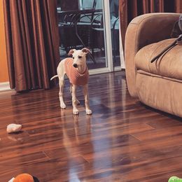 "baby Lilly, boy has she grown up fast! " Whippet All Grown Up from Cheshire Whippets
