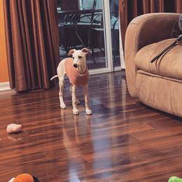 "baby Lilly, boy has she grown up fast! " Whippet All Grown Up from Cheshire Whippets