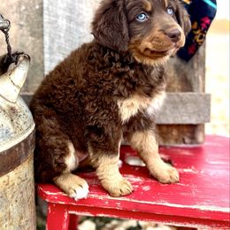 Ginger - Phantom female Assorted Doodle Crosses puppy in Randolph, Utah from Dry Canyon Pups
