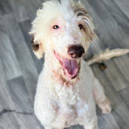 Cruella - Sheepadoodle