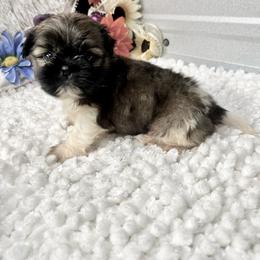 Louie - Black gold and white male Shih Tzu puppy in Elgin, South Carolina from Silver Bells Paw Prints