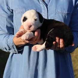 Meadow - Gray and white female Old English Sheepdog puppy in Cleveland, Tennessee from Narrow Path Old English & Sheepadoodles