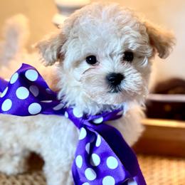 Reba - Apricot female Maltipoo puppy in Wendell, North Carolina from Teddys Teddy Bears