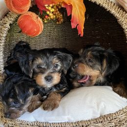 Yorkshire Terrier Puppies from Yuppie Yorkies