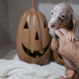 Girl 1 - Fawn (Isabella) female Dachshund puppy in Jurupa Valley, California from Divine Doxies