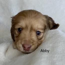 Abby - Cream female Dachshund puppy in Saint Petersburg, Florida from Sunshine Doxie Ranch