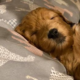 Goldendoodles from Bar Diamond Doodles