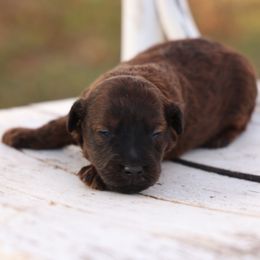 Jasper - Red male Whoodle puppy in West Bend, Iowa from Blue Skies Terriers