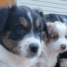 Australian Shepherds from Beasley Aussies