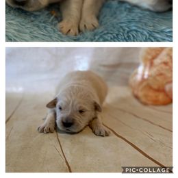 Golden Retriever Puppies from Plumcreek Acres