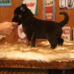 Vito - Black and tan male German Shepherd puppy in Philippi, West Virginia from Vom Haus Highlands