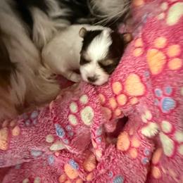 SD99 Biewers Poppi S - Black tan and white female Biewer Terrier puppy in Lebanon, Oregon from SD99Biewers