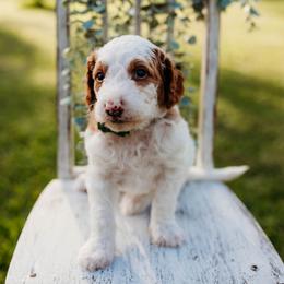 Anthony - Parti male Goldendoodle puppy in Old River Winfree, Texas from RadDoodles