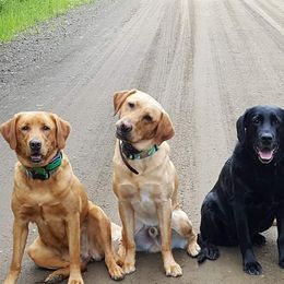 Labrador Retrievers from Last Frontier Labradors