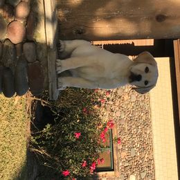 Labrador Retriever Puppies from BOI Gulf Coast Labradors