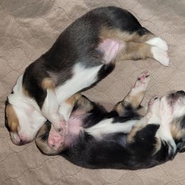 English Shepherd Puppies from ThreeDarkBays English Shepherds