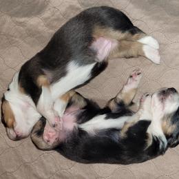 English Shepherd Puppies from ThreeDarkBays English Shepherds