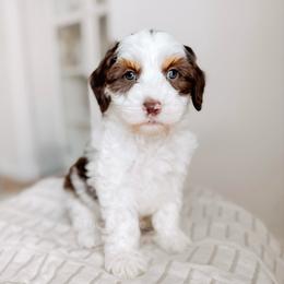 Ást - Love litter - Tri-color male Australian Labradoodle puppy in Syracuse, Indiana from The Doodle Cove