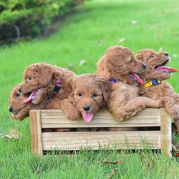Goldendoodle Puppies from OodlesODoodles