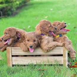 Goldendoodle Puppies from OodlesODoodles