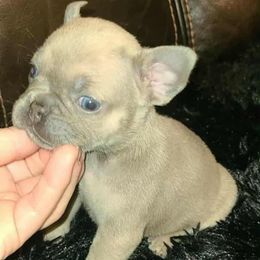 Azure - Tricolors female French Bulldog puppy in Graham, Washington from Kristy's French Bulldogs & Mini Schnauzers