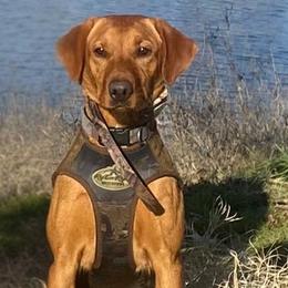 Labrador Retrievers from Deniece Hawkins