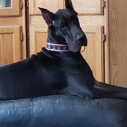 Great Dane All Grown Up from Lakeside Danes