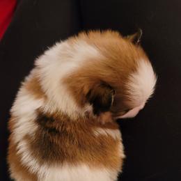 Pomeranian Puppies from Argetsinger Poms