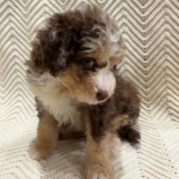 Mufasa - Red merle male Aussiedoodle puppy in Rainbow City, Alabama from Creek Bend Farm
