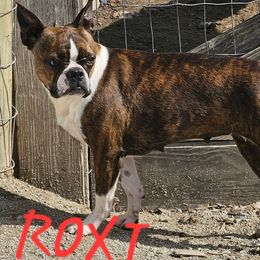 Roxi - Boston Terrier