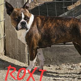 Roxi - Boston Terrier