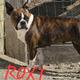 Roxi