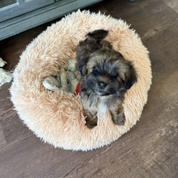 Boy 1 - Red male Havanese puppy in Greeley, Colorado from Just be Havanese