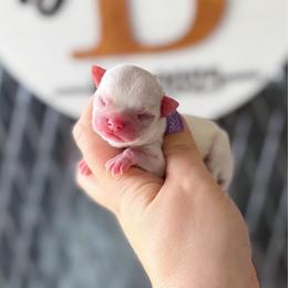 Bear - White male Chihuahua puppy in Harrison, Michigan from Cloud9 Chihuahuas