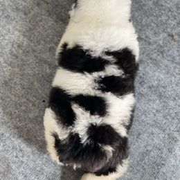 Sheepadoodle Puppies from Bns Sheepadoodles ( F1b reverse OES)