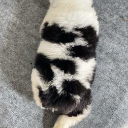 Sheepadoodle Puppies from Bns Sheepadoodles ( F1b reverse OES)