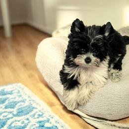 Bandit - Parti male Yorkshire Terrier puppy in Gaylesville, Alabama from Sweet Alabama Yorkies