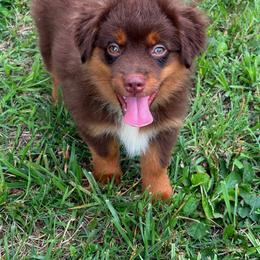 Sheldon - Red tri male Toy Australian Shepherd puppy in Smithville, Arkansas from Cooper Creek Aussies
