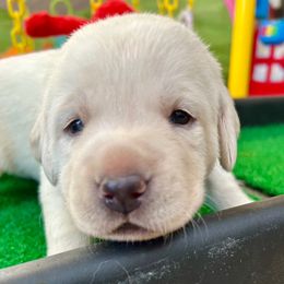Girl 3 - Yellow female Labrador Retriever puppy in Gilbert, Arizona from Mad Rabbit Labradors
