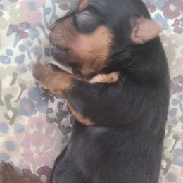 Yorkshire Terrier Puppies from Empress Kiss Yorkies