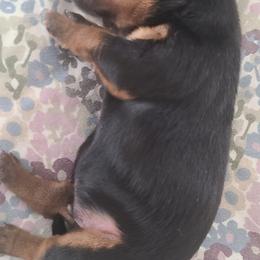 Yorkshire Terrier Puppies from Empress Kiss Yorkies
