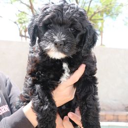 Marvin "Marv" - Black Labradoodle puppy in Las Vegas, Nevada from Patriot Labradoodles